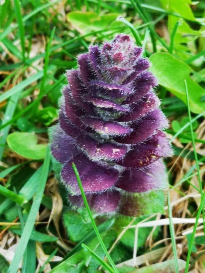 Ajuga pyramidalis