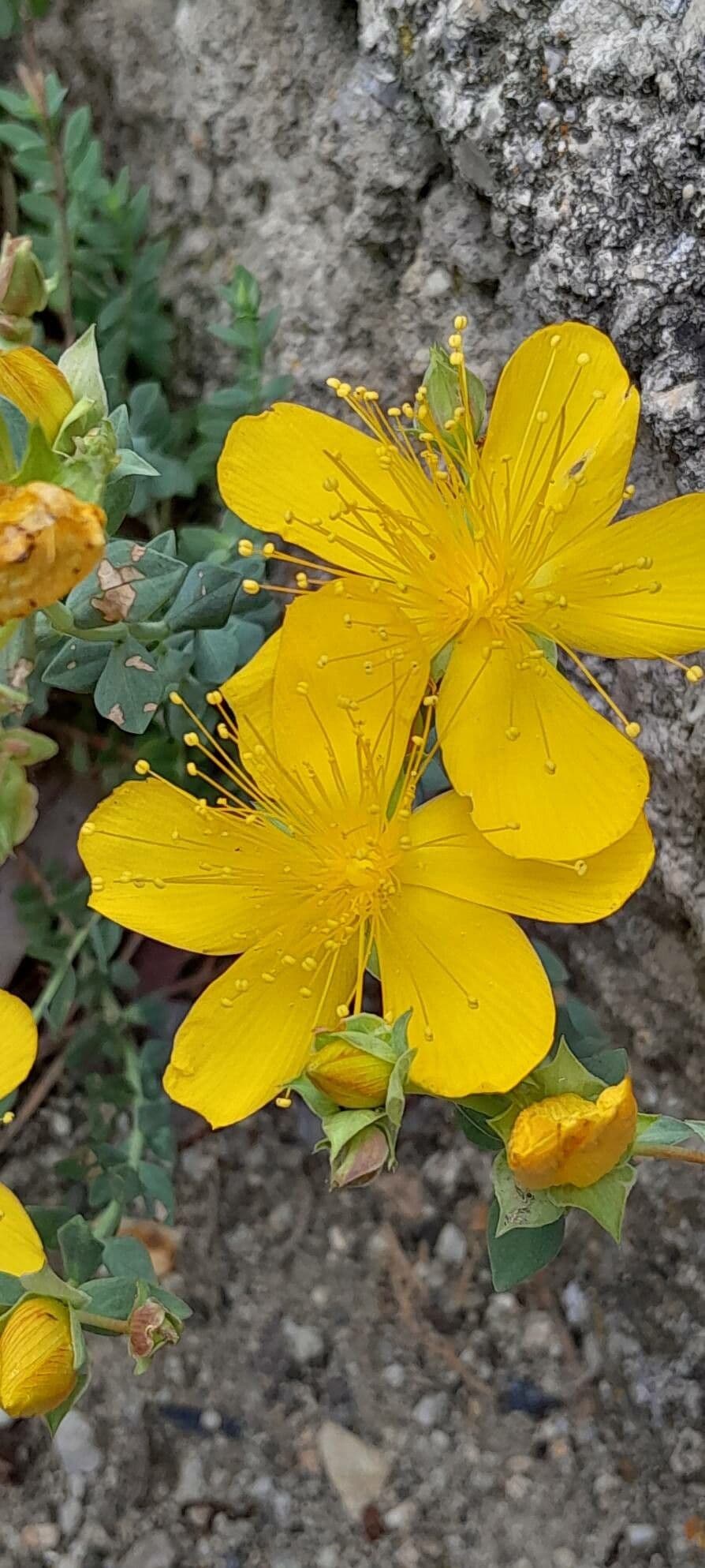 Hypericum olympicum