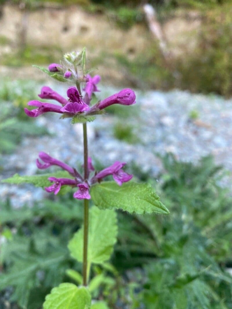 Stachys chamissonis