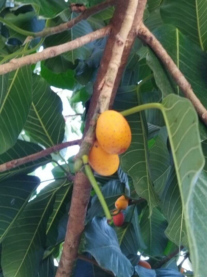 Ficus altissima