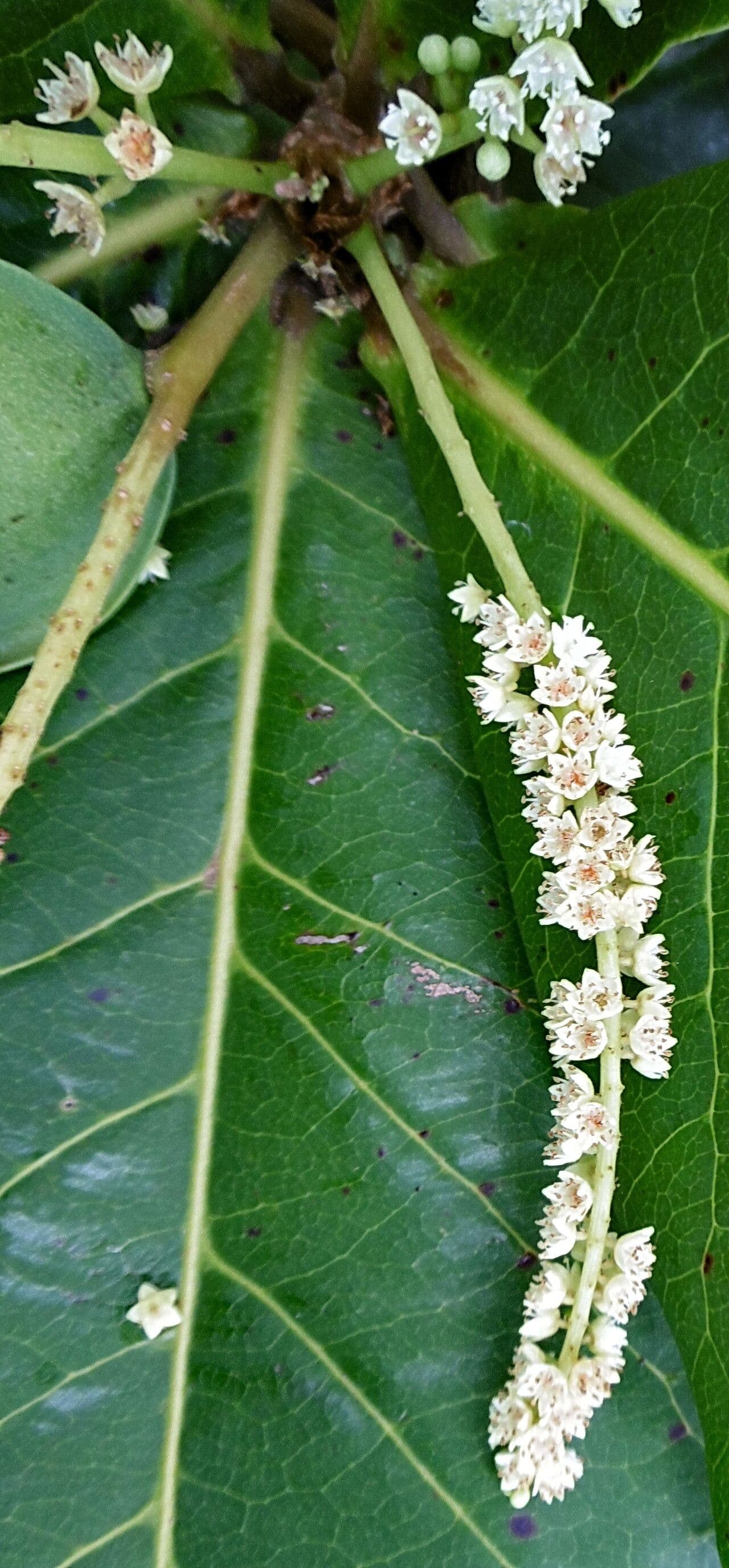 Terminalia catappa