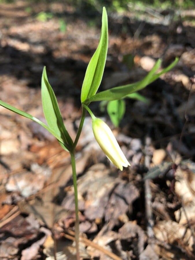 Uvularia sessilifolia