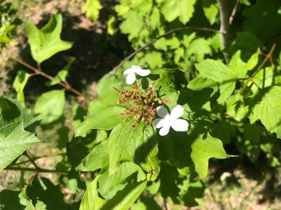 Viburnum acerifolium