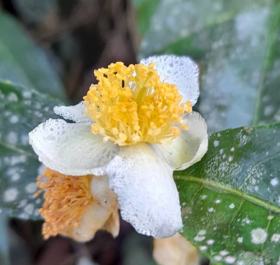 Camellia sinensis