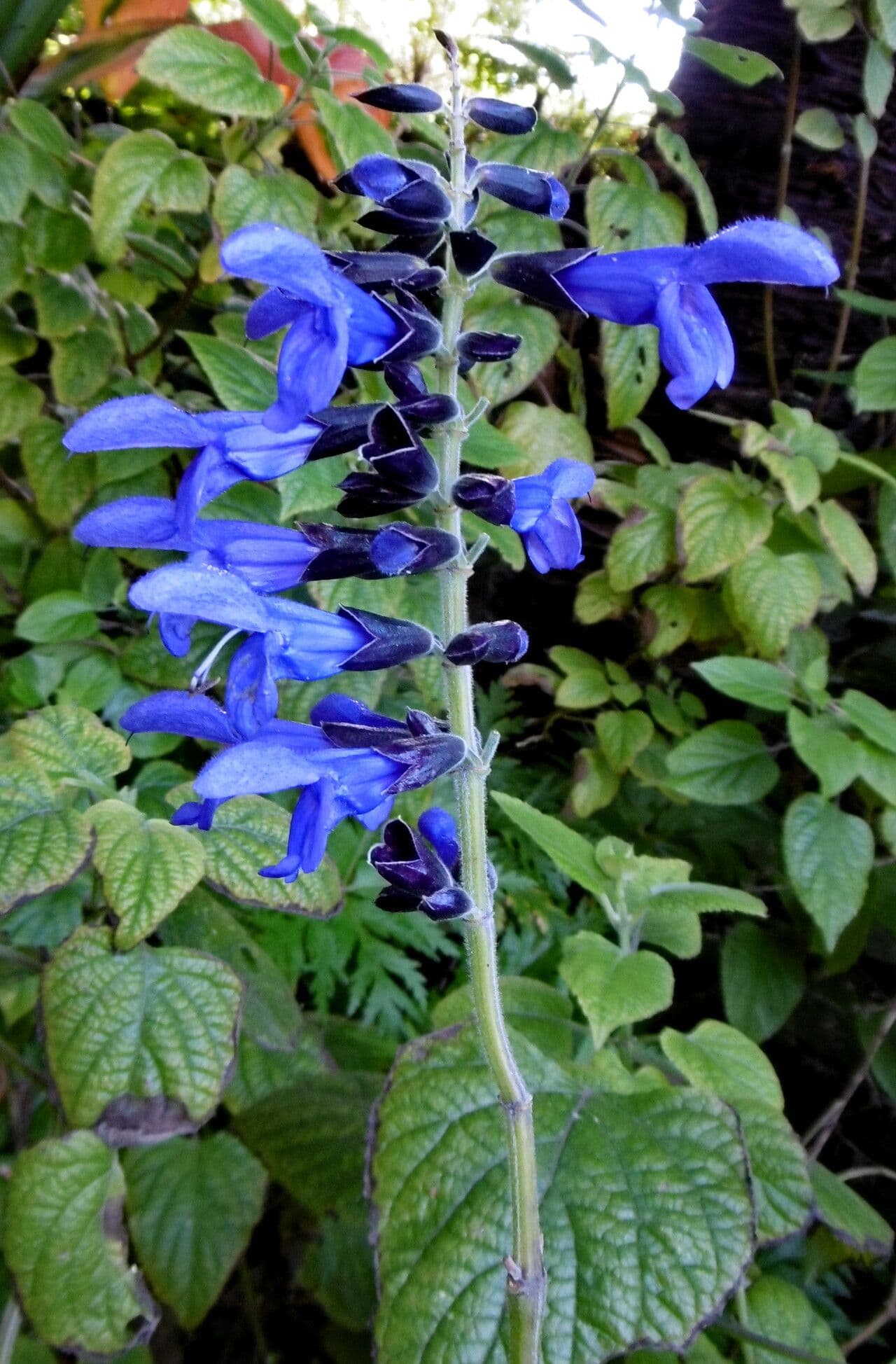 Salvia guaranitica