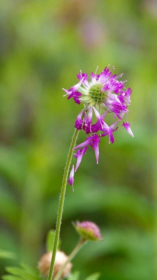 Monarda fistulosa