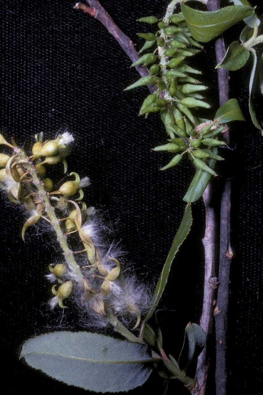 Salix caroliniana