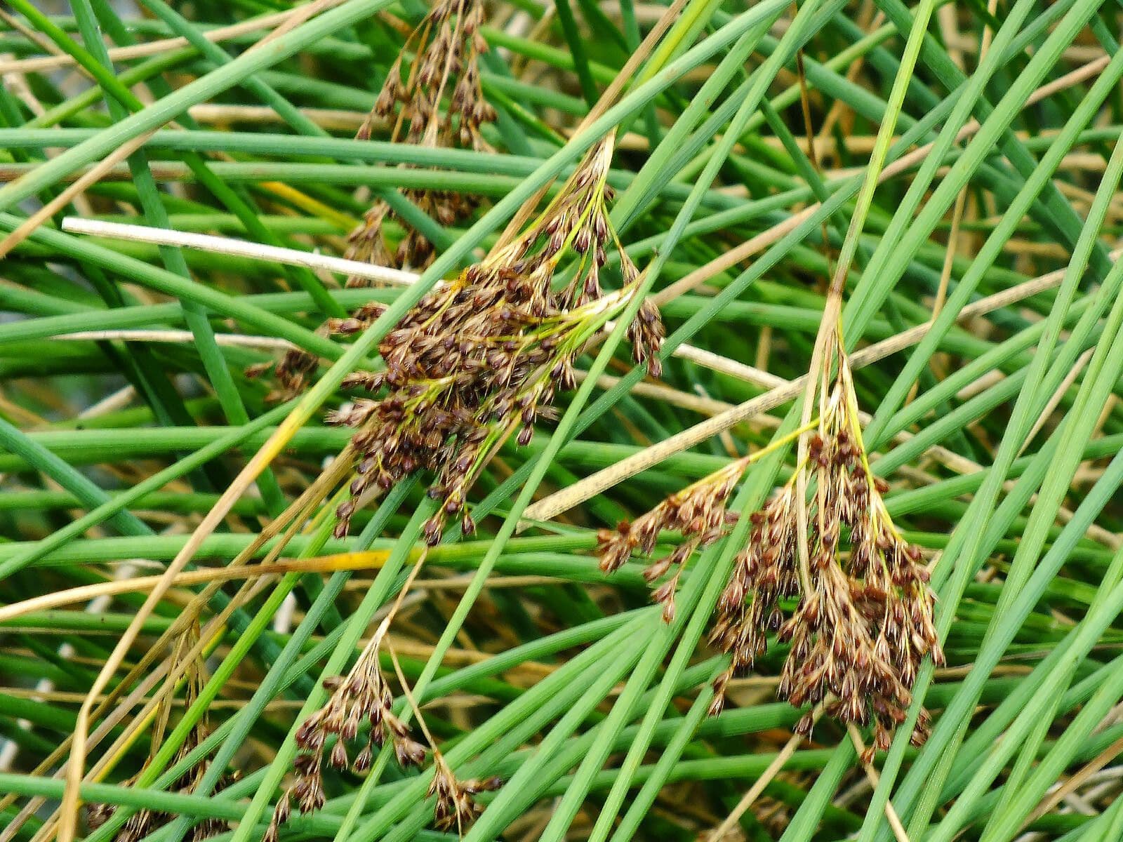 Juncus inflexus