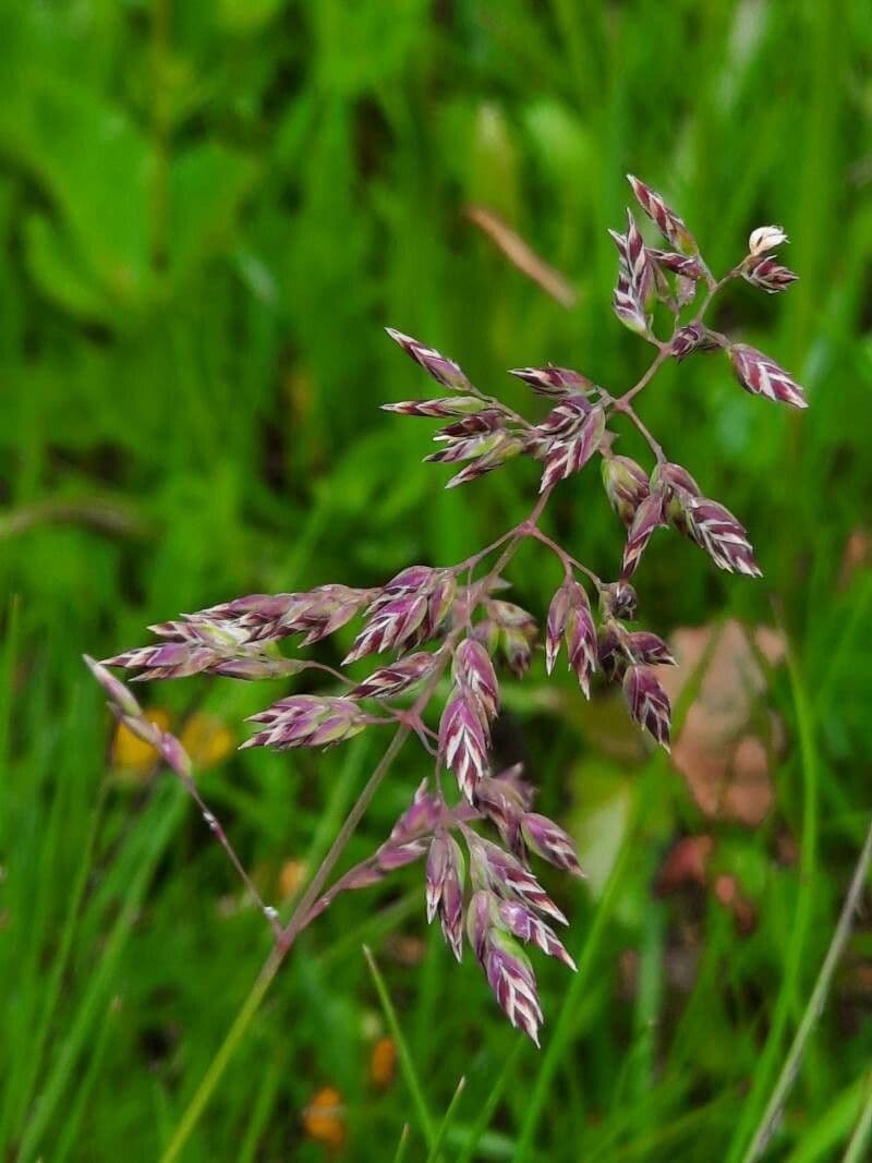 Poa alpina