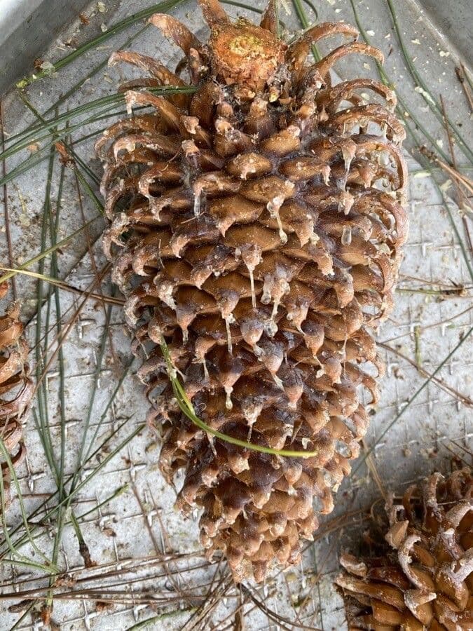 Pinus coulteri