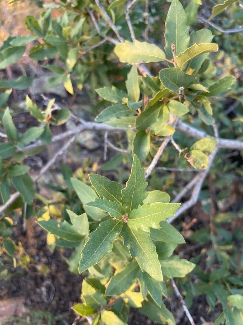 Quercus emoryi
