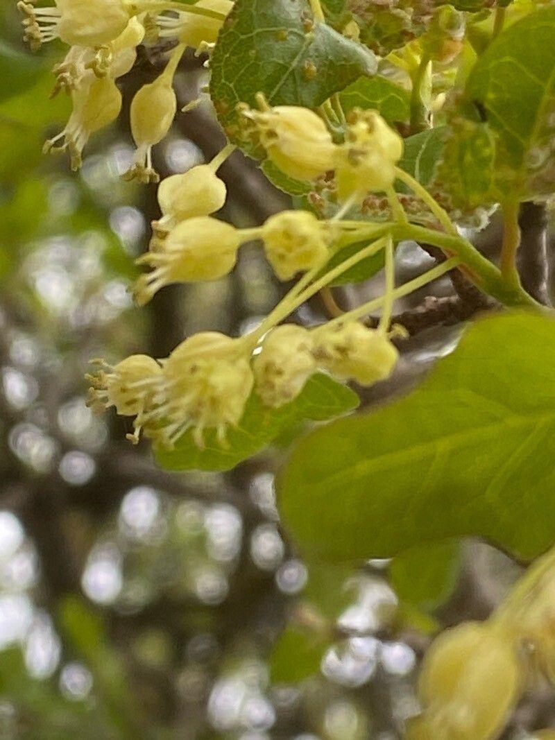 Acer sempervirens