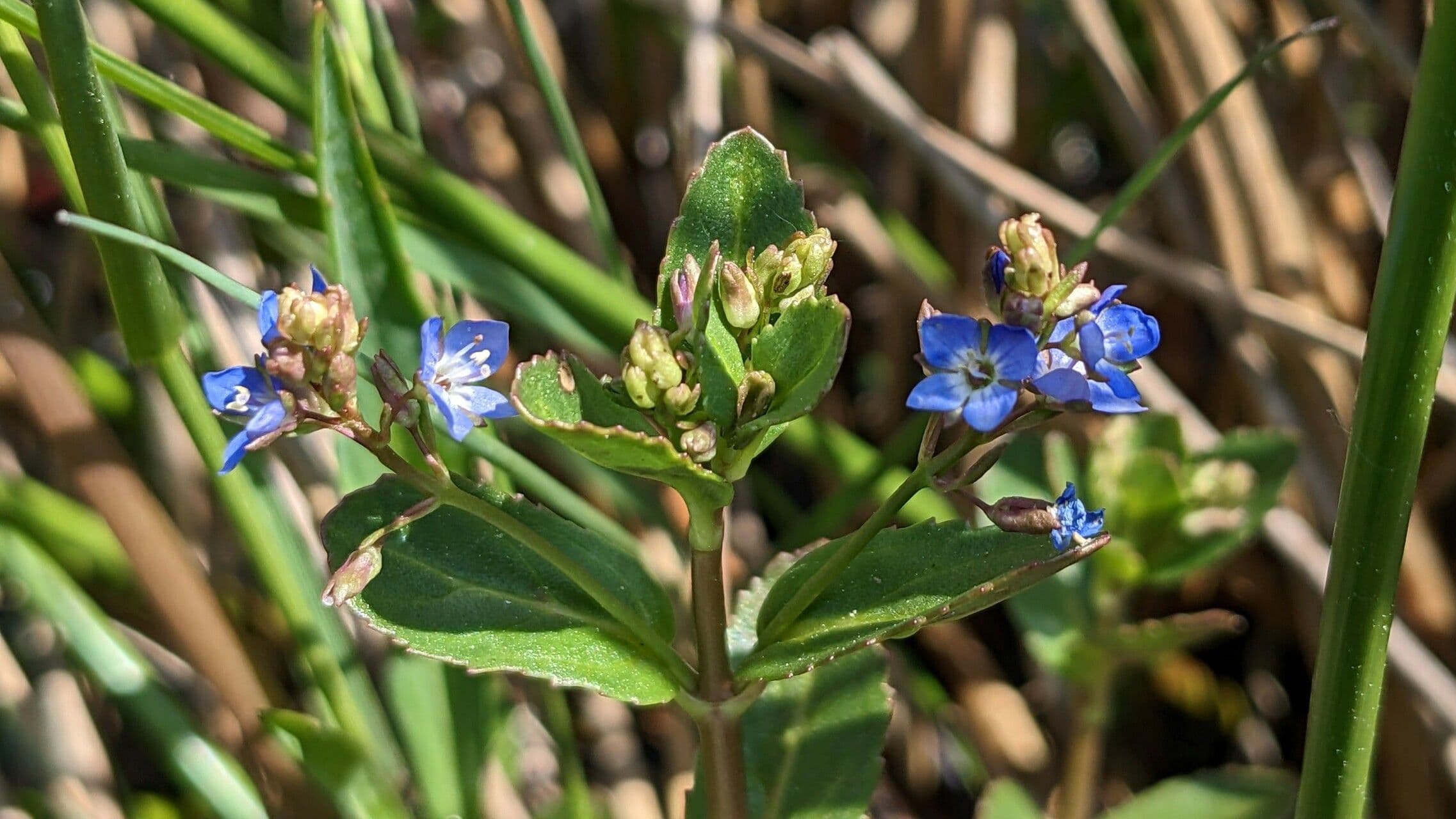 Veronica beccabunga