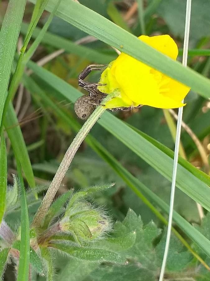 Ranunculus bulbosus