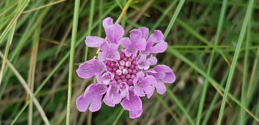 Scabiosa columbaria