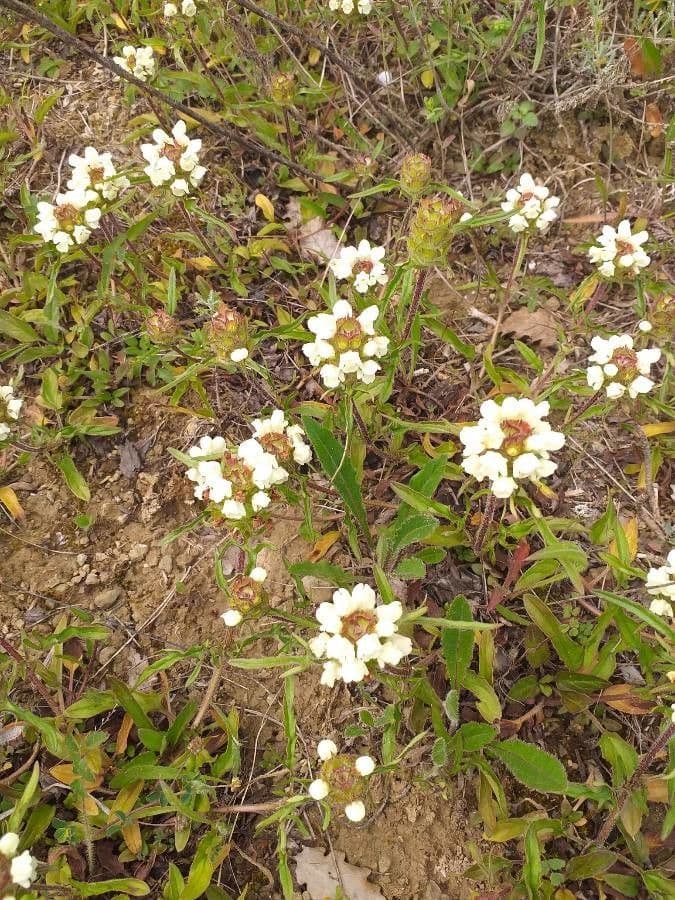 Prunella laciniata