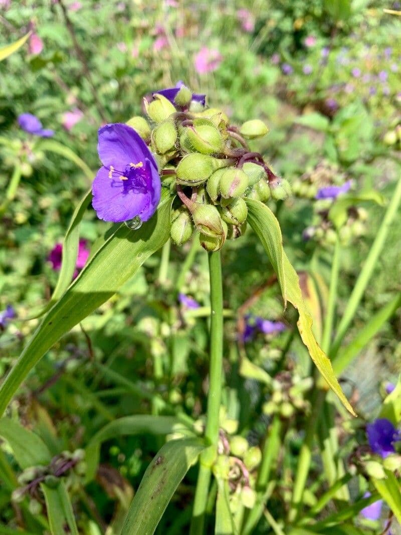 Tradescantia virginiana