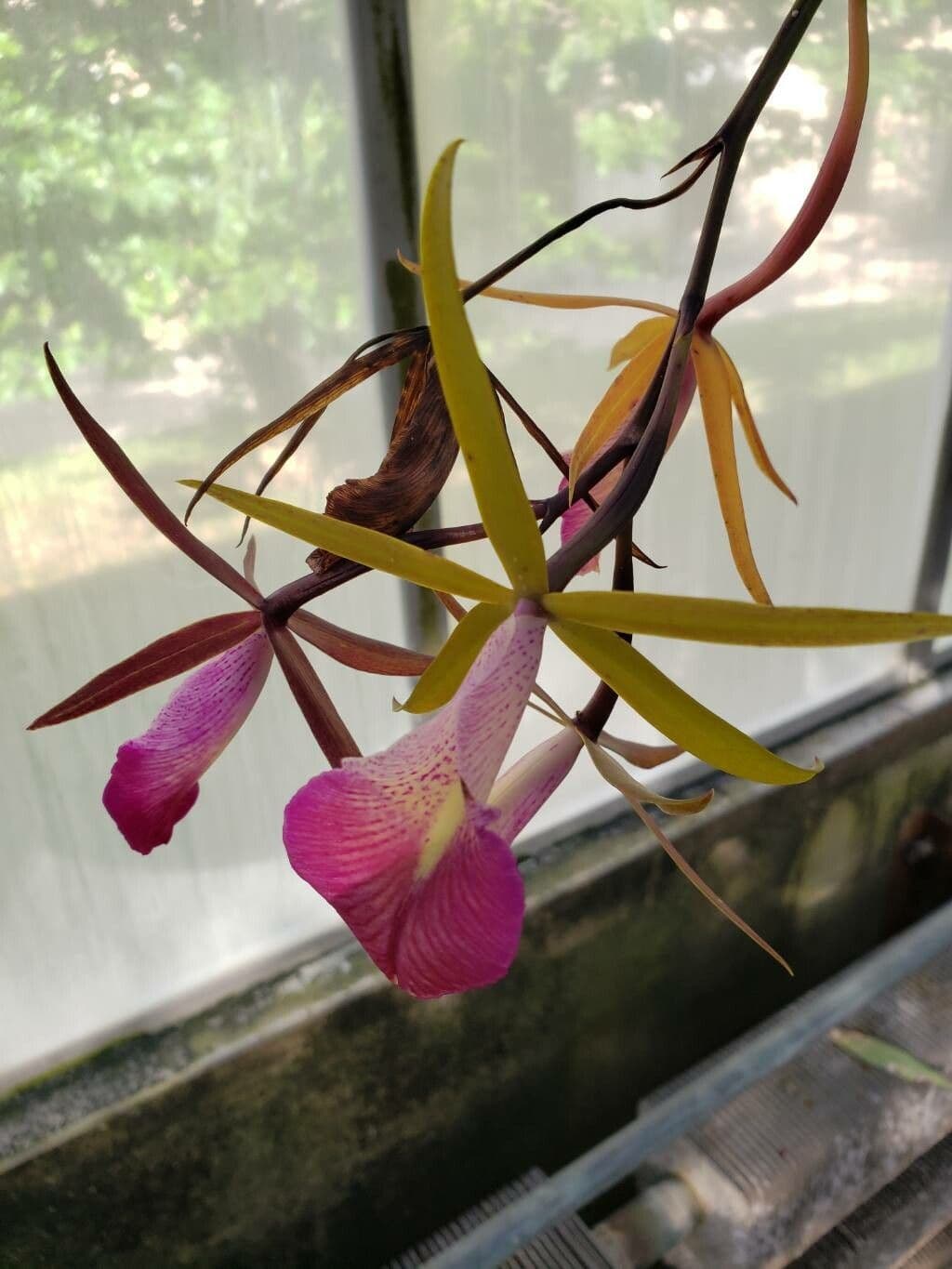 Brassavola nodosa