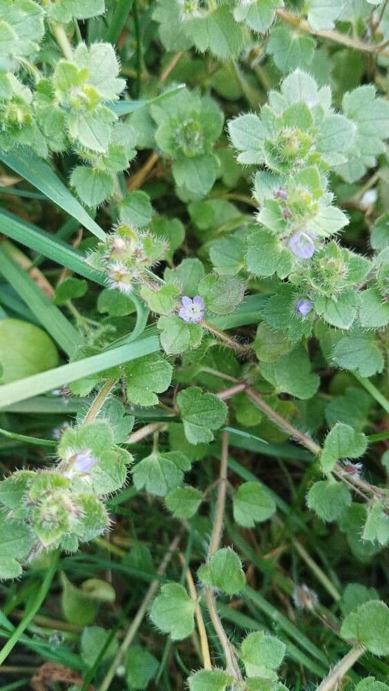 Veronica hederifolia