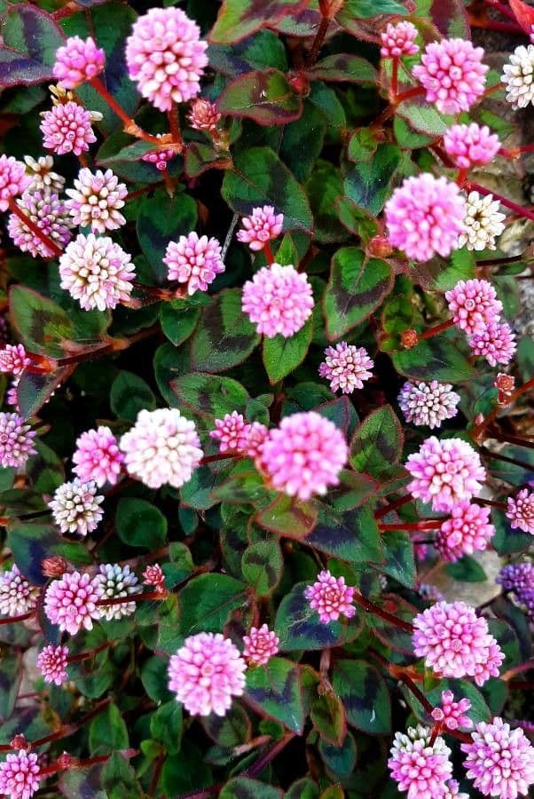 Persicaria capitata