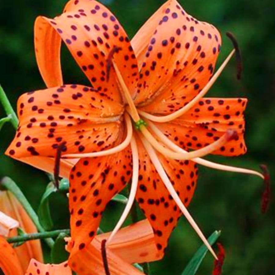 Lilium superbum