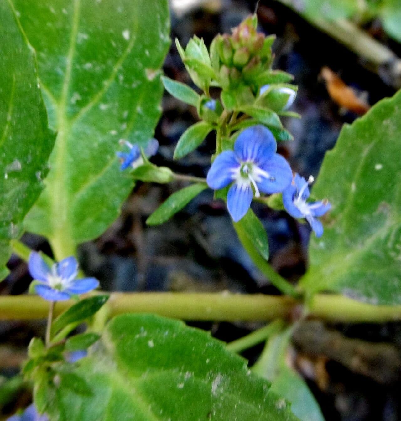 Veronica beccabunga