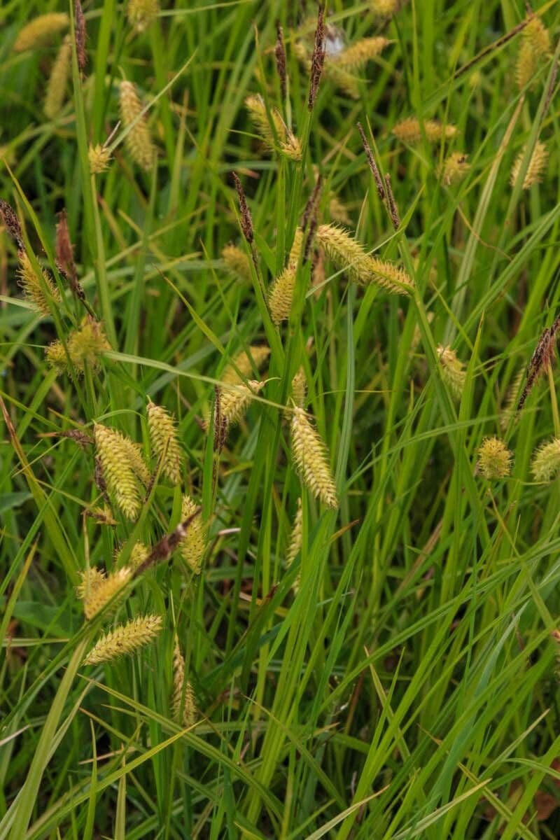 Carex vesicaria