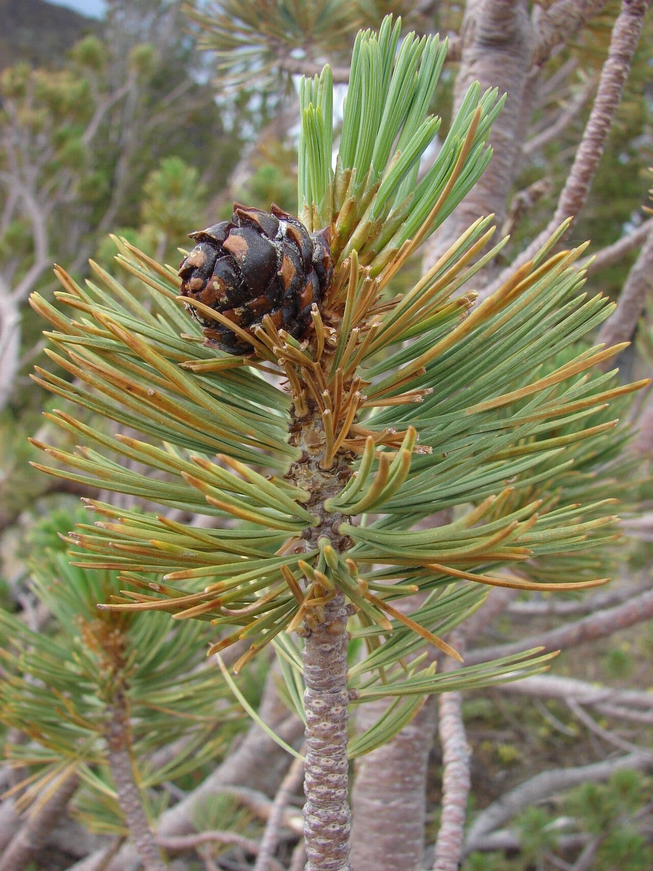 Pinus albicaulis