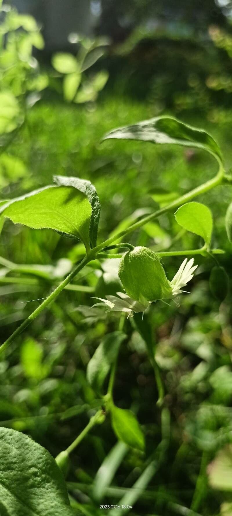 Silene baccifera