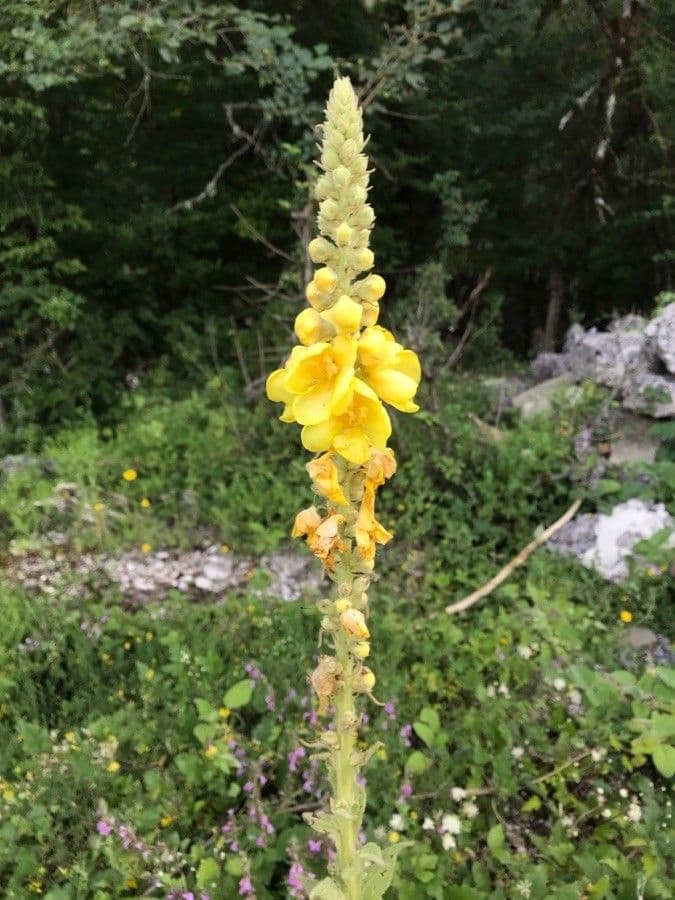 Verbascum densiflorum