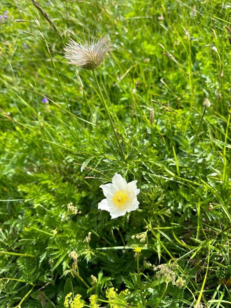 Pulsatilla alpina