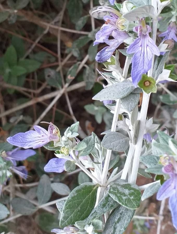 Teucrium fruticans