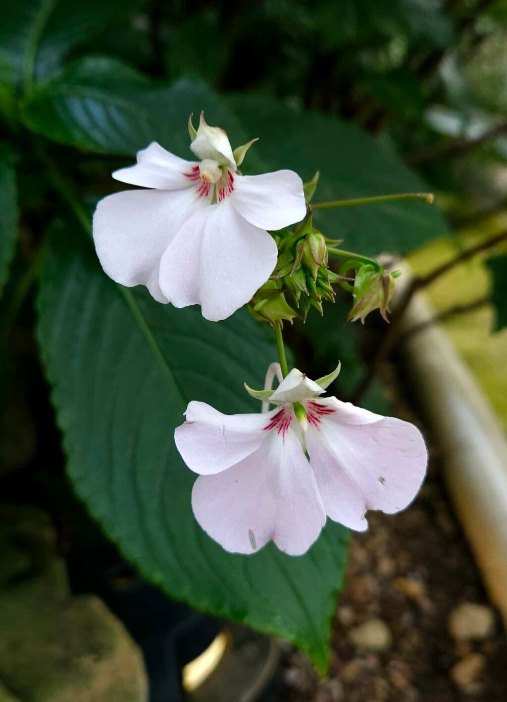 Impatiens flaccida