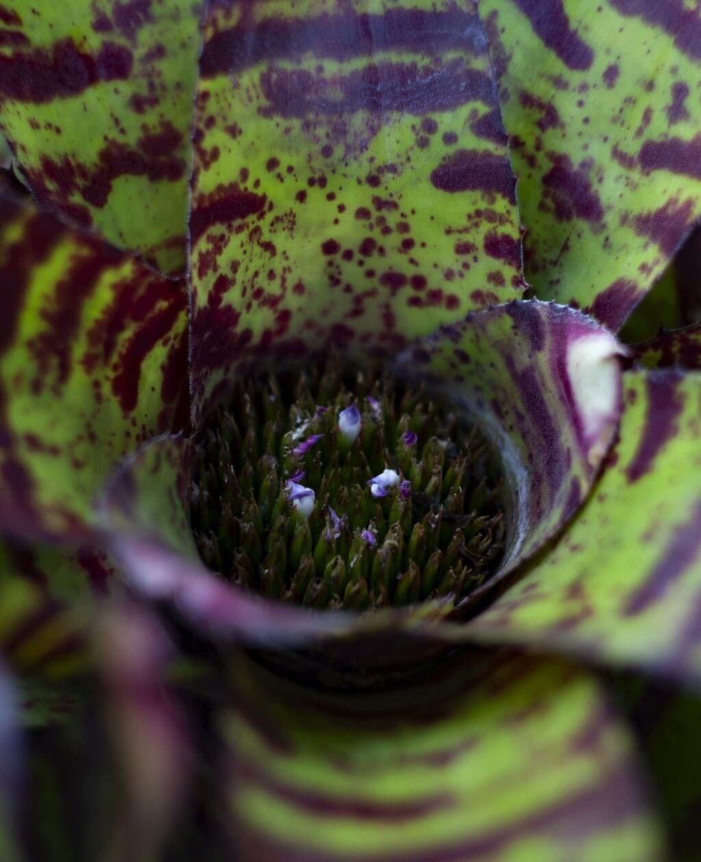 Neoregelia carolinae