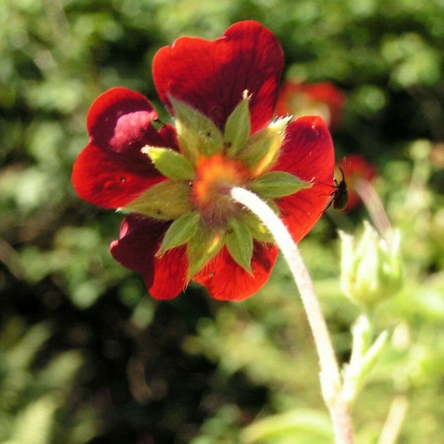 Potentilla atrosanguinea