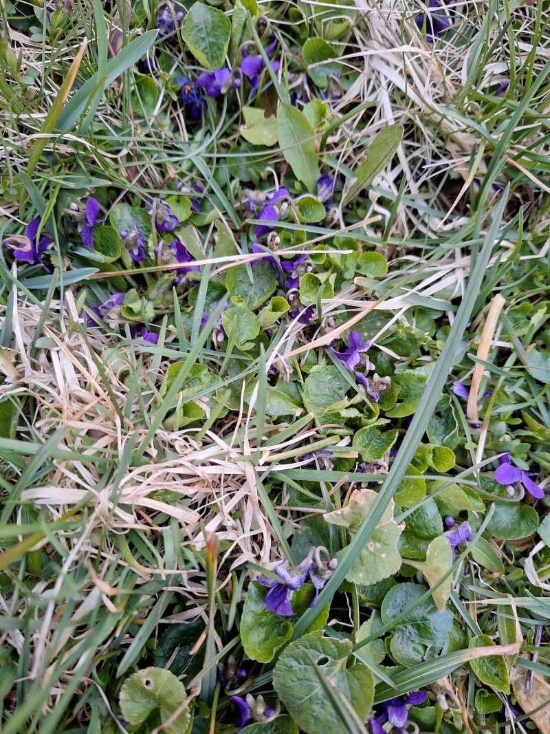 Viola odorata