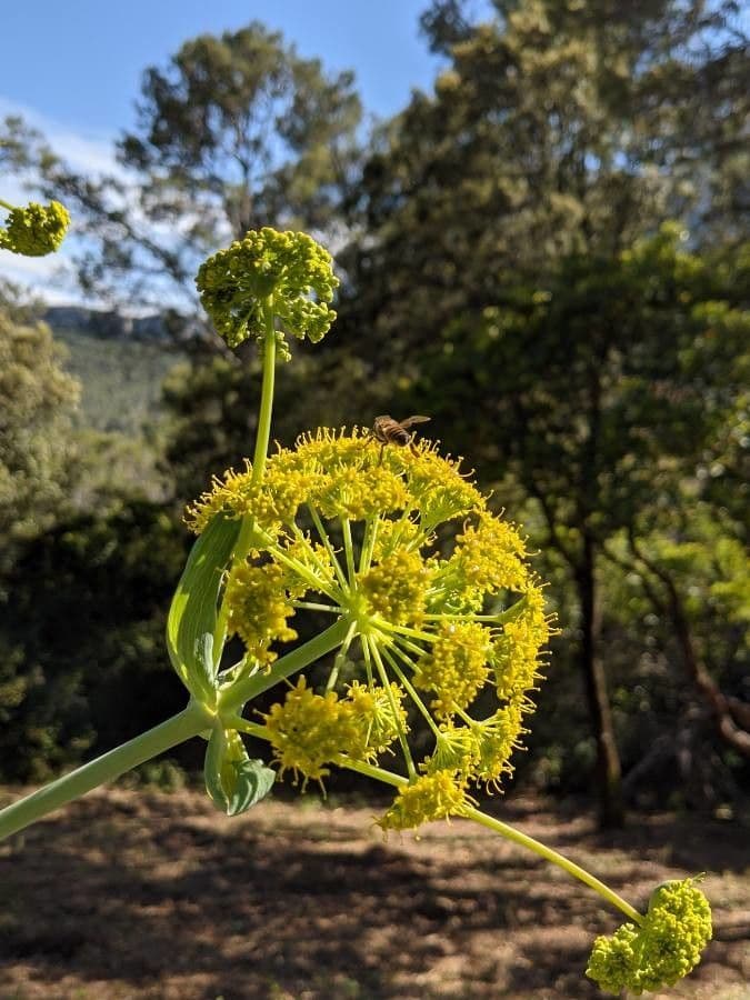 Ferula glauca