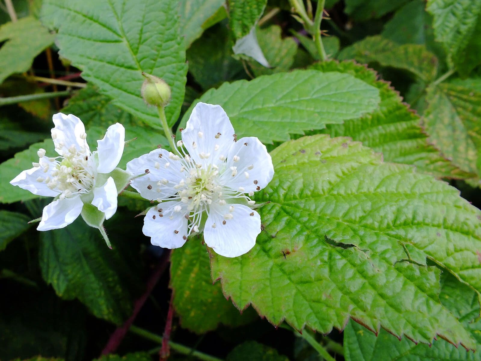 Rubus caesius