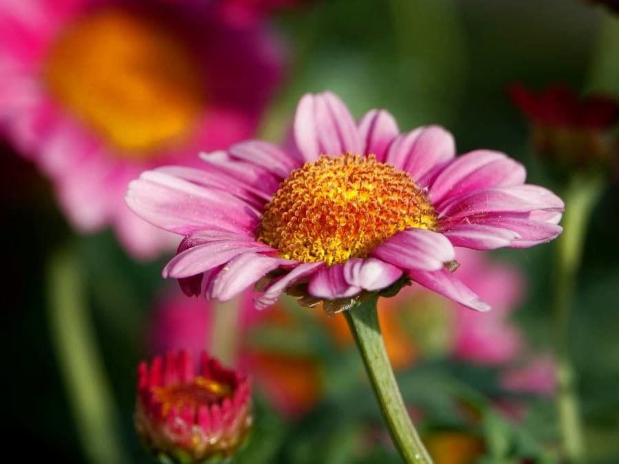 Argyranthemum frutescens