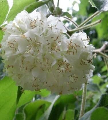 Dombeya burgessiae