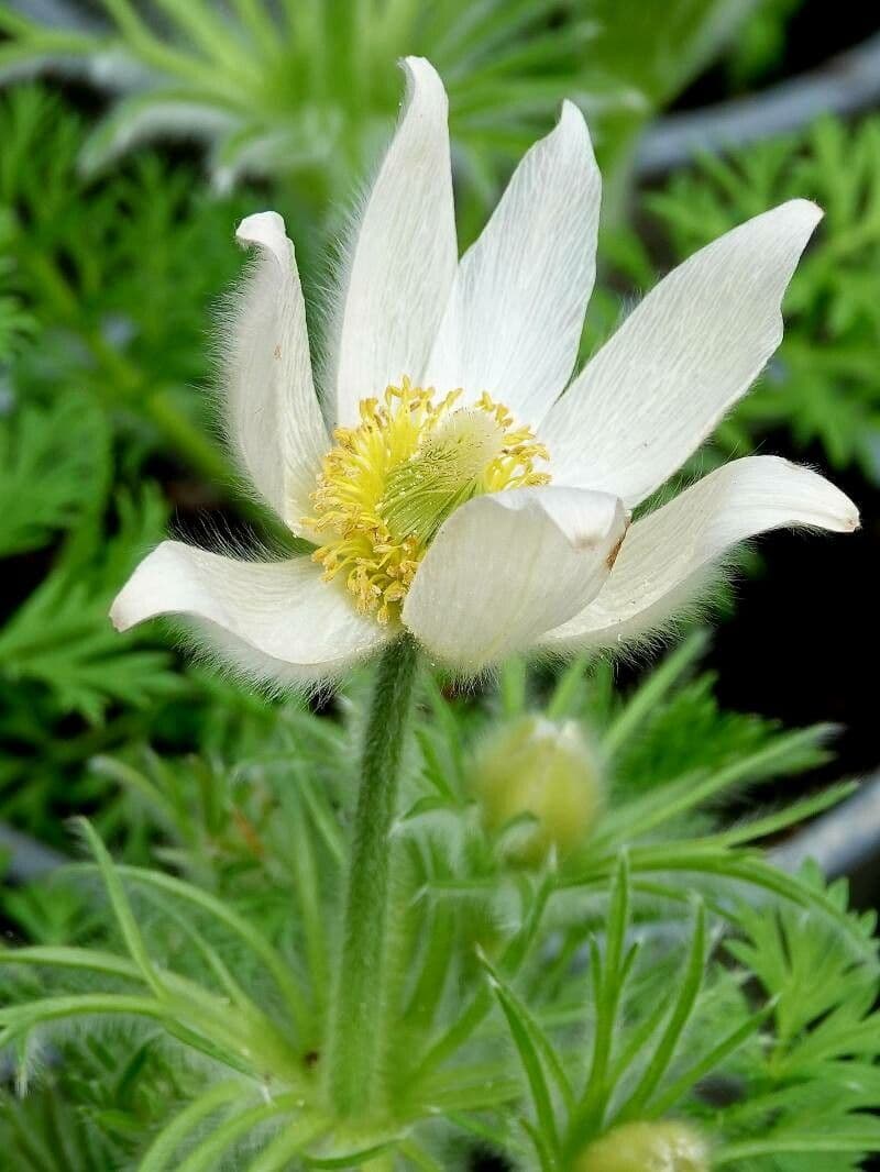 Anemonoides baldensis