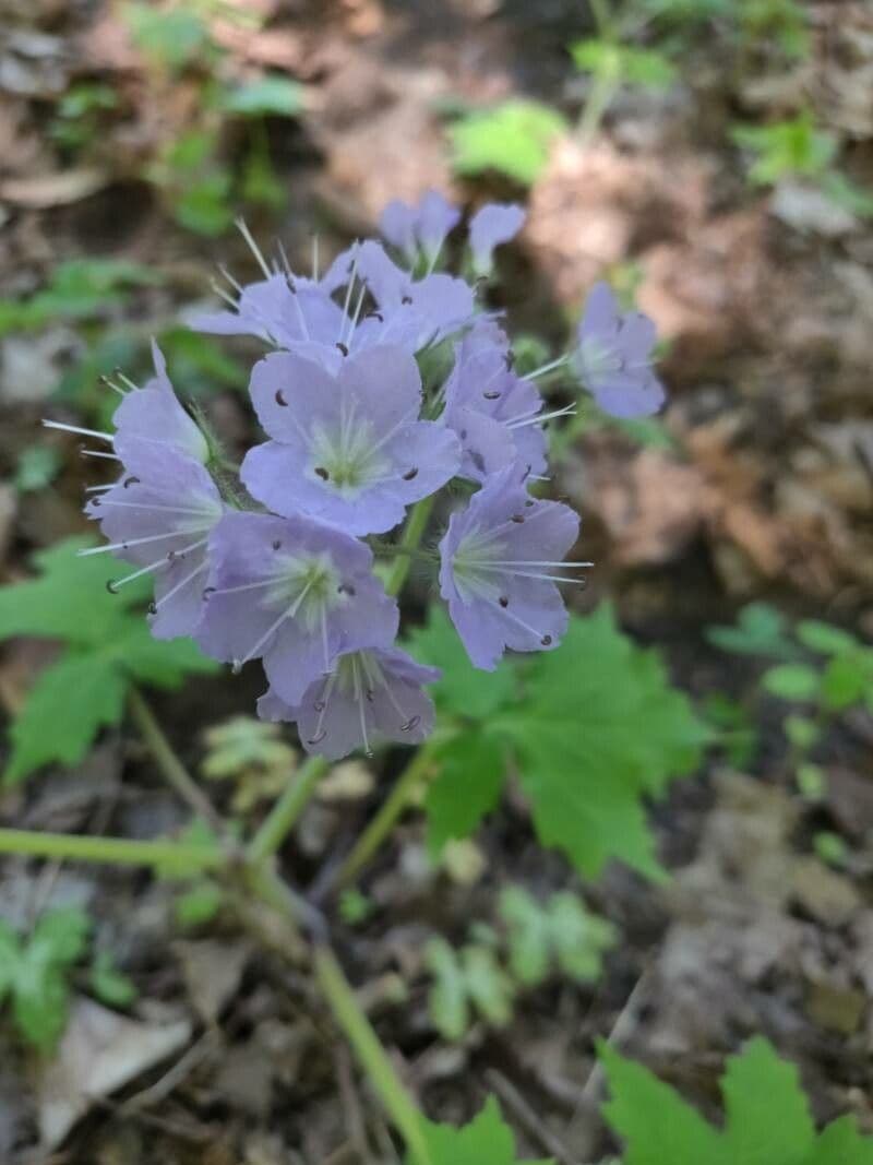 Hydrophyllum appendiculatum