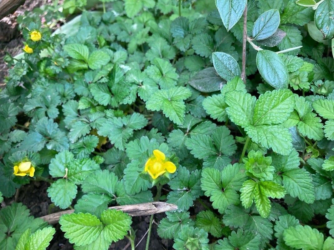 Potentilla indica