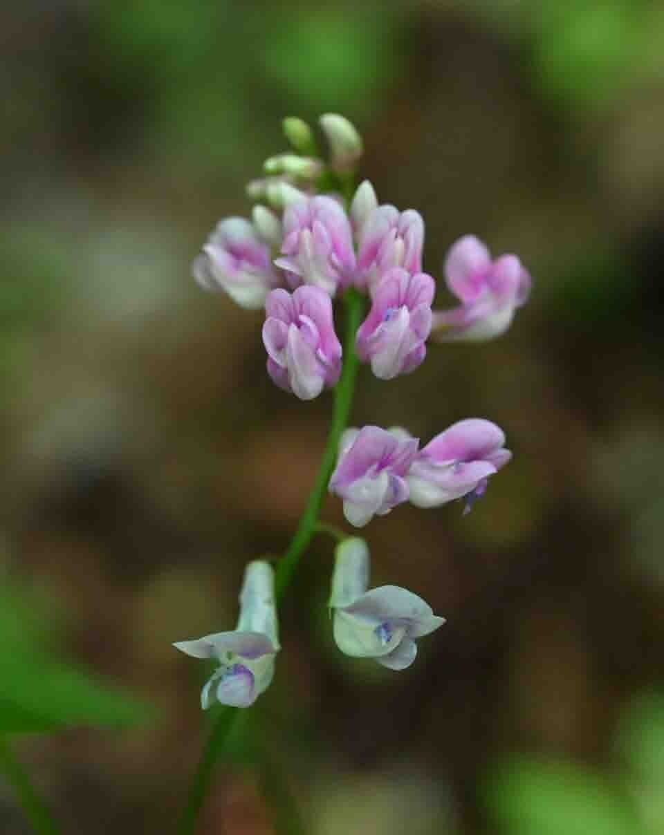 Lathyrus venetus