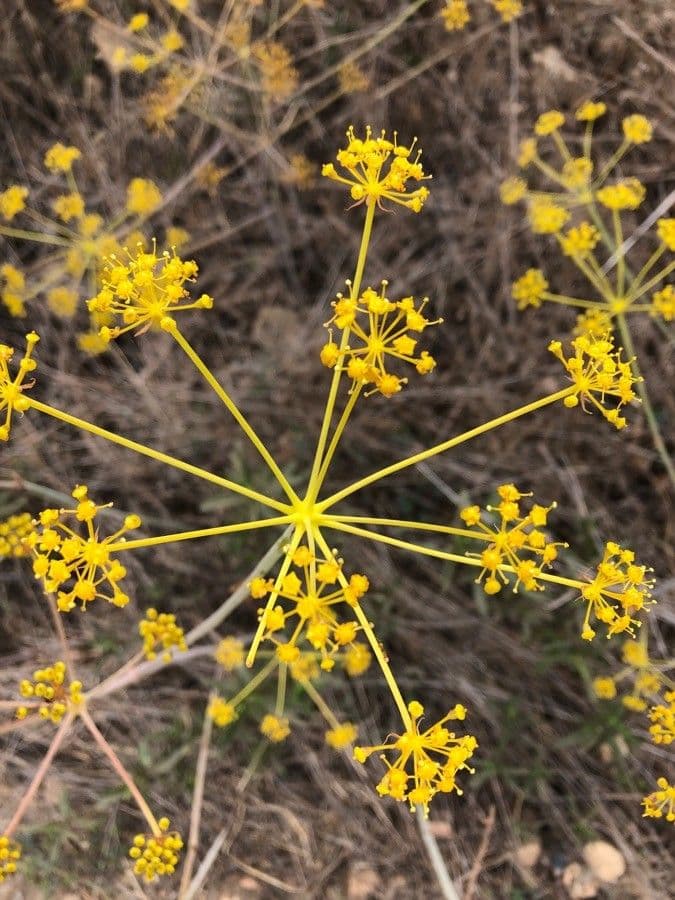 Thapsia villosa