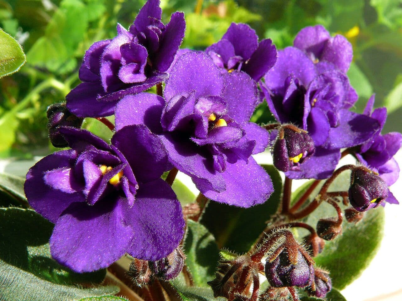 Streptocarpus ionanthus