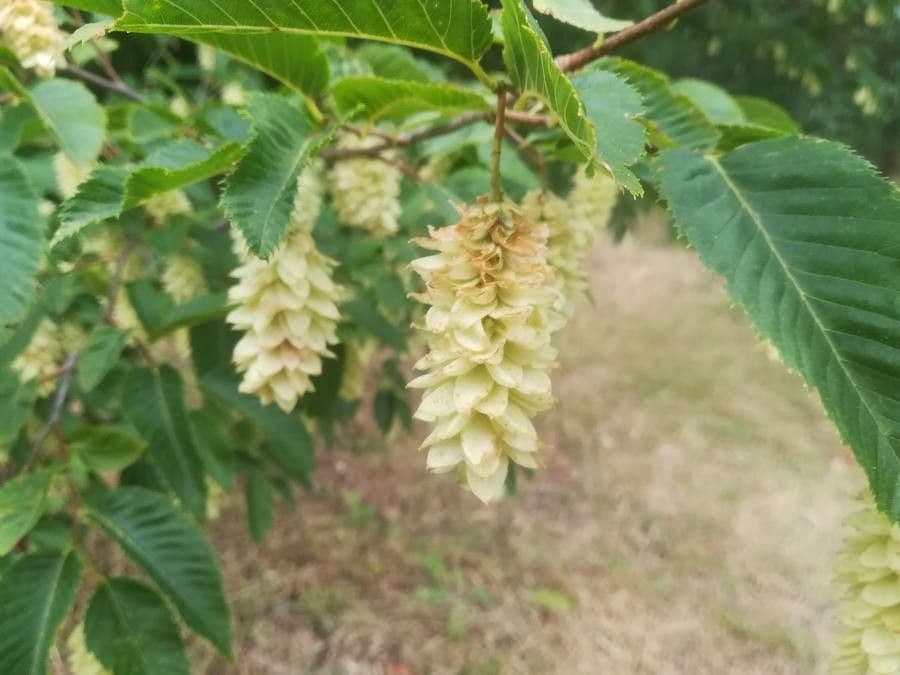 Ostrya carpinifolia