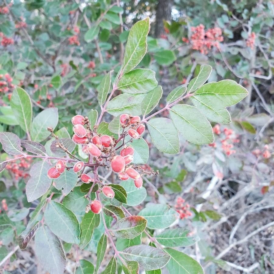 Rhus virens