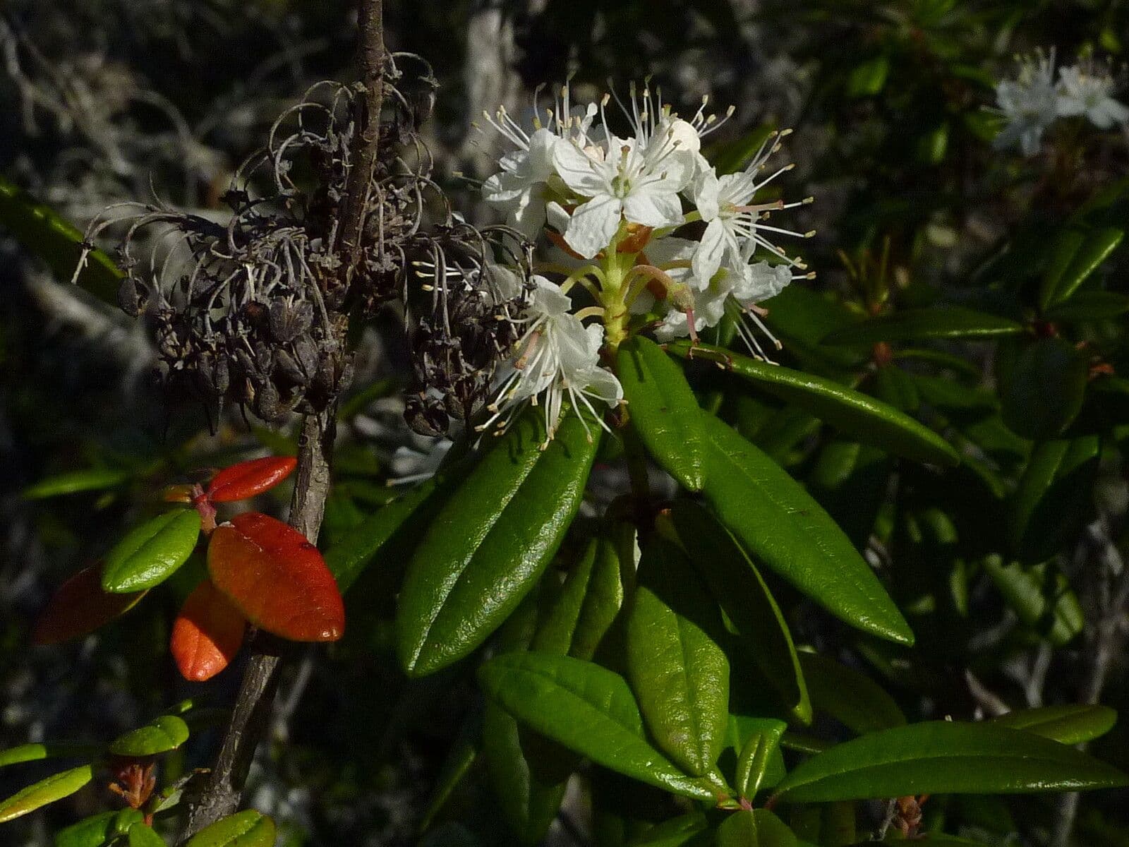 Rhododendron columbianum
