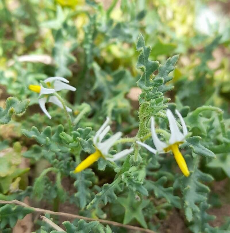 Solanum triflorum